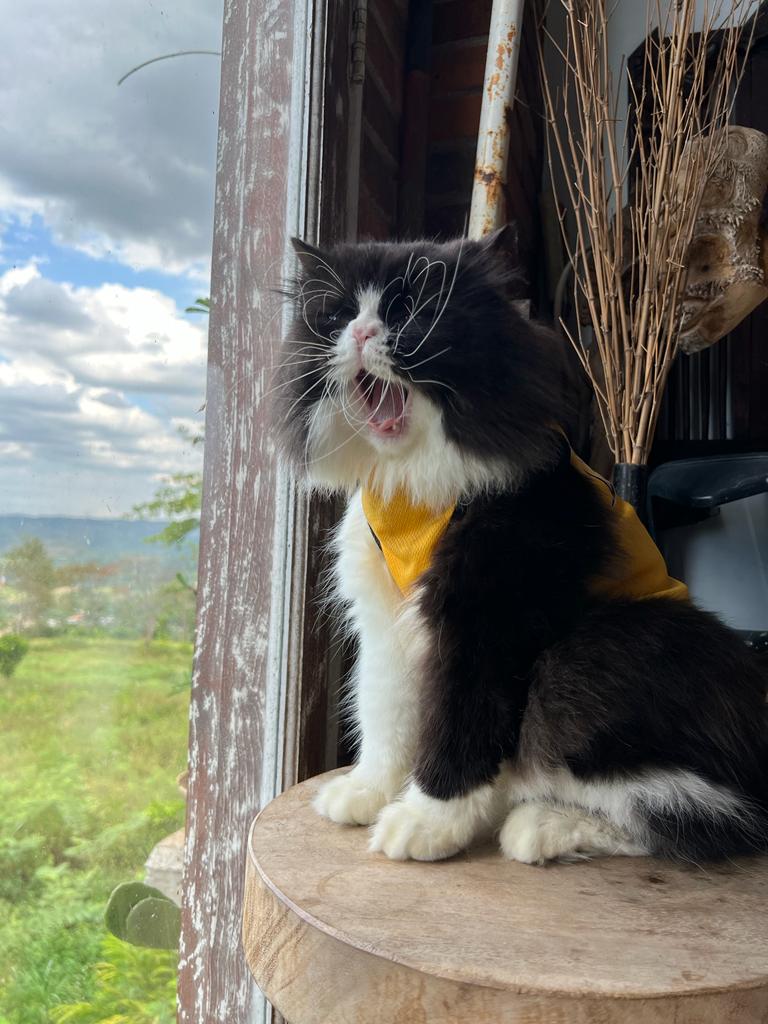 ElphSecret's tweet image. 