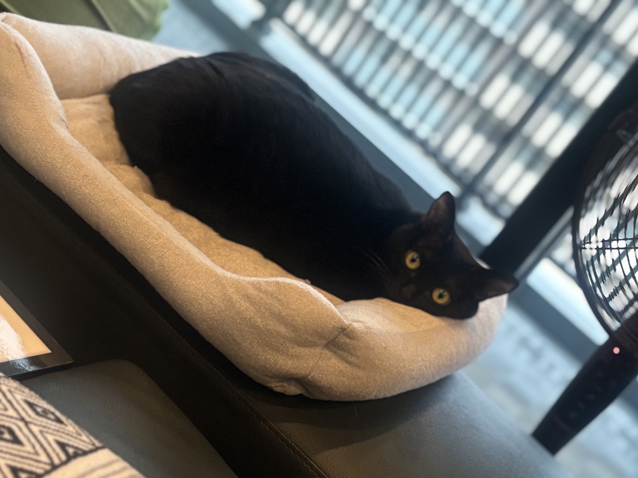 【猫猫ホッピー 様】 ホッピーと酒好き下僕の日常 on X: 