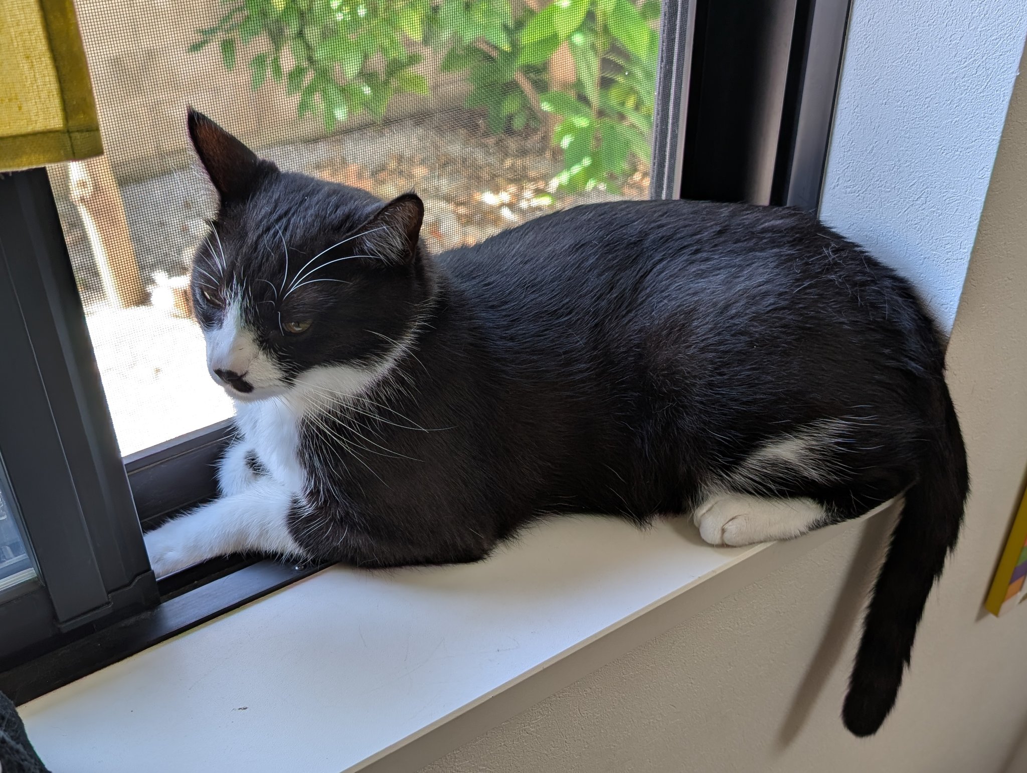 バーバリー 猫まとめ さくら🐱🌸 (=^_^=) 右前あんよが輝いて見える👀 後ろに