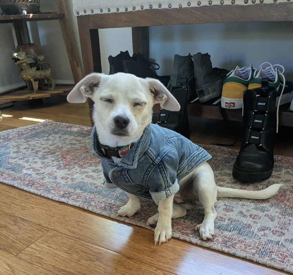 Put a jacket on my dog and she won't let me take it off.