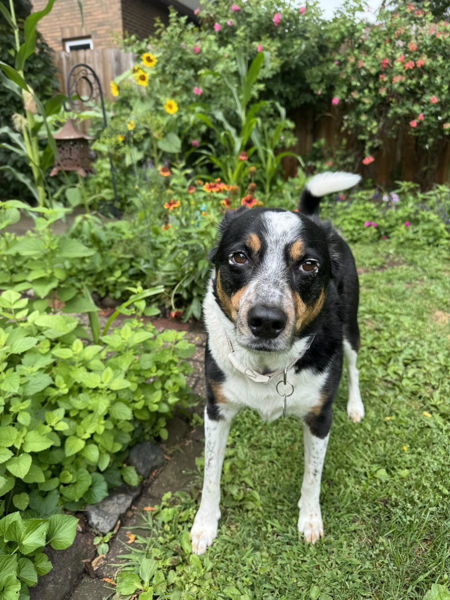 MayleePup's tweet image. Listen to this one, (it’s a hoot. )
I enjoy 3 things. Eating my family and not using commas. Hahaha 😝 Cracked me right pup! Hope your Sunday is as fantastic as you are. ❤️🐶