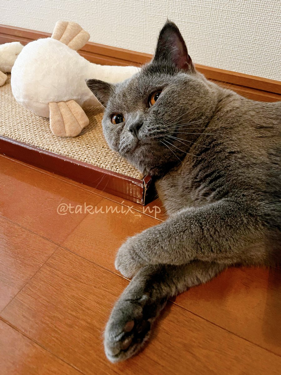 また爪とぎ枕にしてる
ガーコたちと自撮りっぽいね🤭

今日は連休最終日
友だちのオーケストラ演奏会に
行ってくるよ🎻

#ブリティッシュショートヘア #猫のいる暮らし #ねこかわいいね