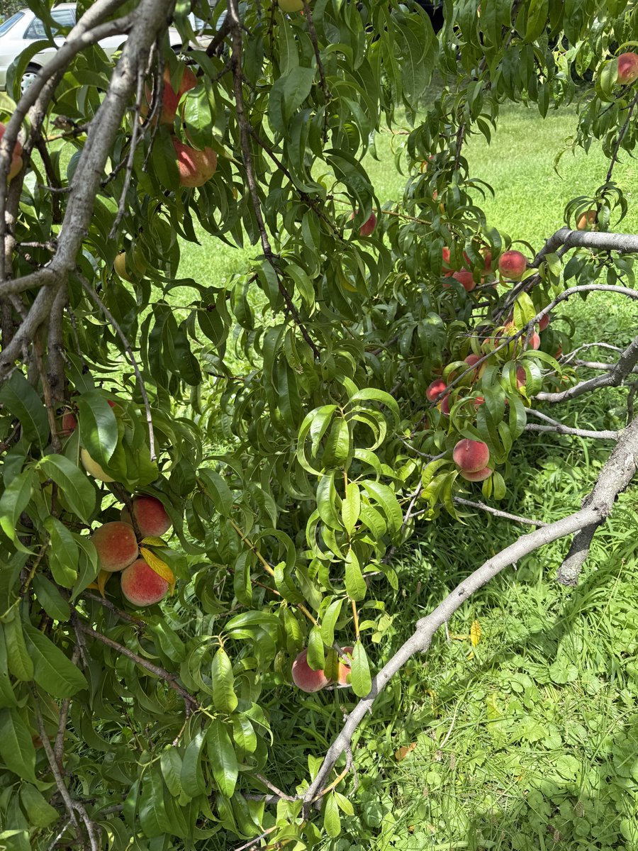 interstate4010's tweet image. Peaches 🔜