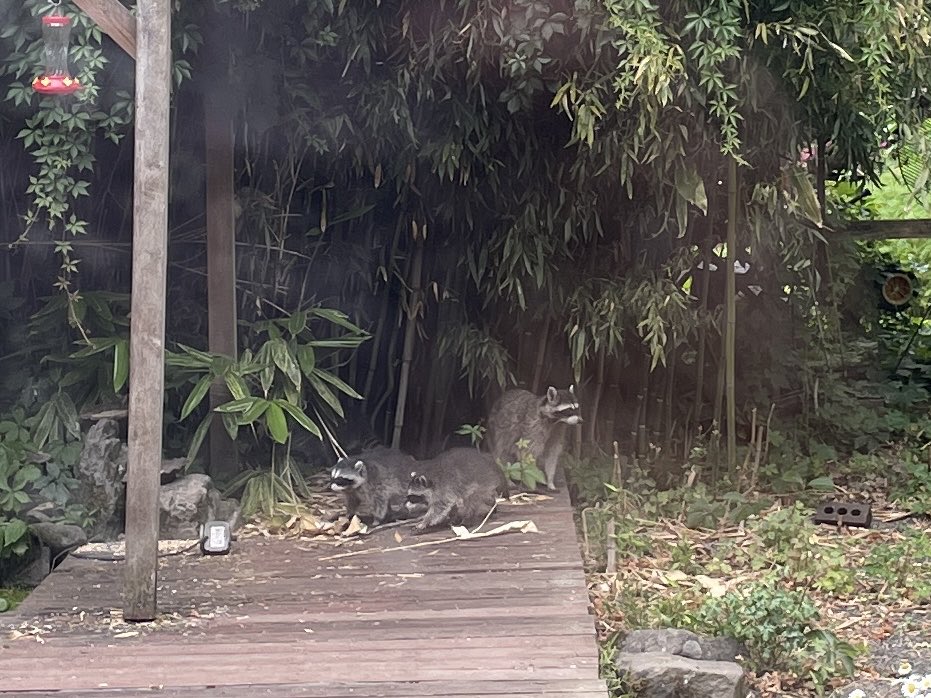 Hickesy's tweet image. Mummy raccoon with three babies made an appearance. She was growling at us every time we walked past and now we understand why!