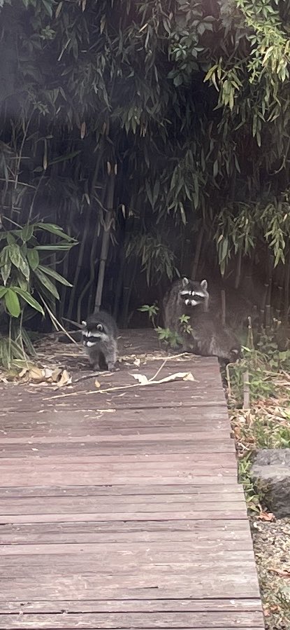 Hickesy's tweet image. Mummy raccoon with three babies made an appearance. She was growling at us every time we walked past and now we understand why!