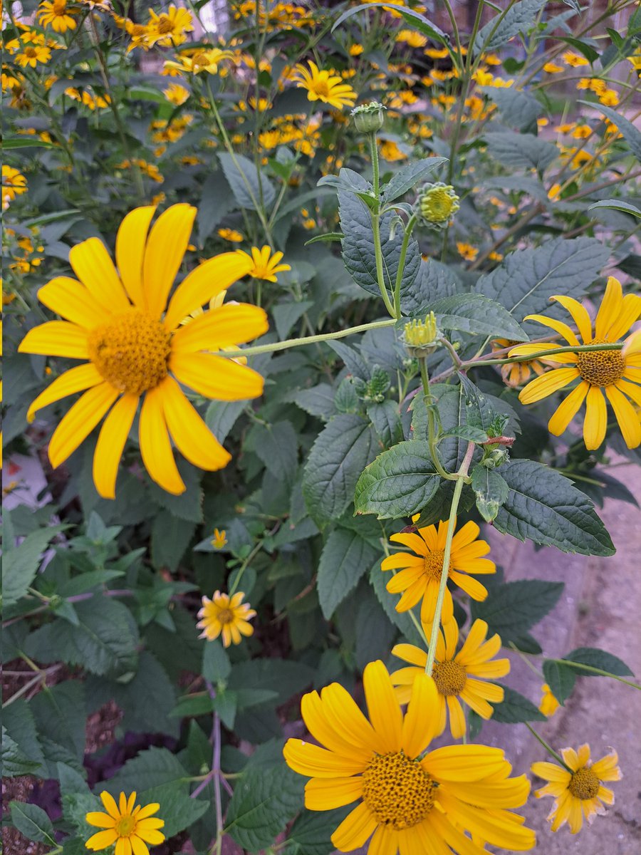 花壇の花です。