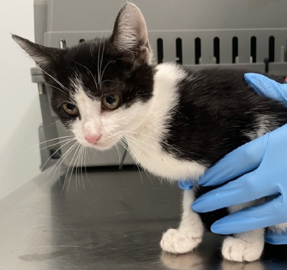 JLthekid9999's tweet photo. 🆘🆘 CHIP, 3 MONTH OLD, FEMALE –  IN QUEENS ACC - came into the shelter as an owner surrender on 7/14/2025, with the surrender reason stated as not a fit - too many animals already.🆘🆘 😿 😿 😿 😿

➡️TBD 7/22/25

➡️ JUST A BABY

➡️ MEDICAL PRIORITY – NEEDS MORE CARE AND ATTENTION THAN THE SHELTER CAN PROVIDE.

➡️ 🆘🆘  1ST Chance on Emergency Placement List – VERY URGENT – 🆘🆘 😱🔥🔥😱

➡️ 7 DAYS IN SHELTER

➡️ CHIP IS ON THE EPL FOR MEDICAL REASONS - This kitten presented with ringwork. Ringworm is difficult and time consuming to manage and shelter resources often preclude ideal treatment. This kitten will need follow up with a veterinarian to ensure clearance of disease. This evaluation/diagnosis means that CHIP will be given very little time for rescue/foster/adoption. 🔥🔥🔥🔥 🔥🔥🔥🔥

Chip interacts with the assessor, solicits attention, is easy to handle and tolerates all petting. This cat is suitable for any level of adopter experience. ❤️ 😻❤️ 😻❤️ 😻

NEEDS OUT OF SHELTER ASAP –

Please RT or pledge, if you can, to save this little one.

@AdamsPaulGrimke

💔😿🙏Thank you