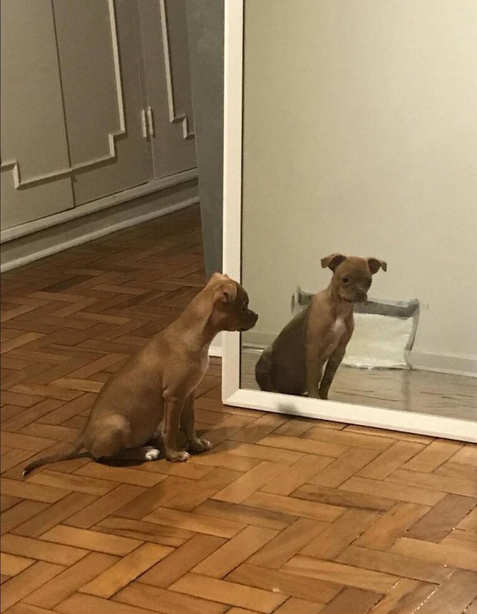 Bookopolis1's tweet image. Yo viendo a la babosa que se gasta mi dinero en libros que no va a leer