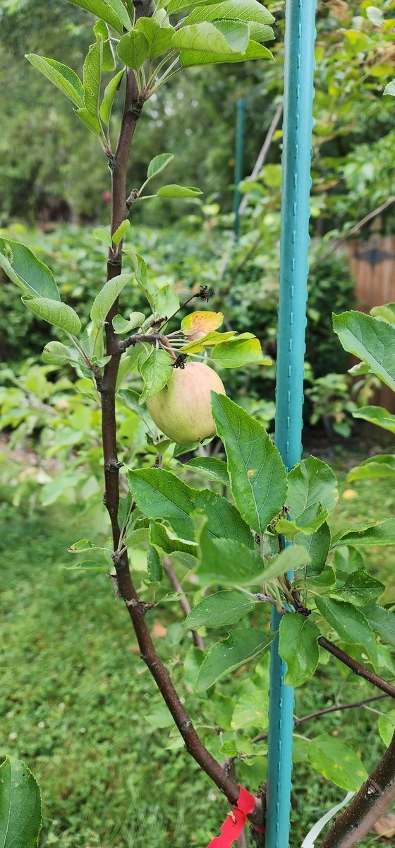 TruthAgape's tweet image. Signs harvest is approaching are everywhere. Bask in nightime summer breezes and sun-drenched days while you can.