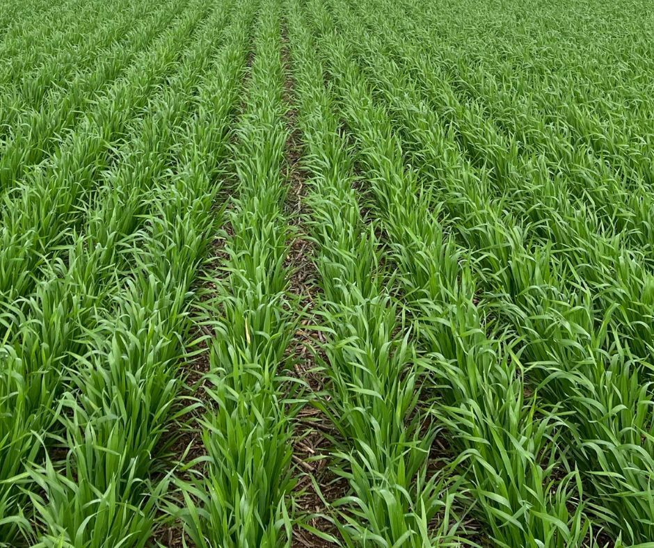 Hyper Profitable Crops &amp; Crown Rot Field Walk 
Friday 25 July 9–11am📍Sangar

Join us for insights into managing crown rot and making your cropping program more profitable. Hear the latest results, tips and tools to boost yield and return. RSVP: hubs.la/Q03x-yKR0
 <a href="/theGRDC/">GRDC</a>