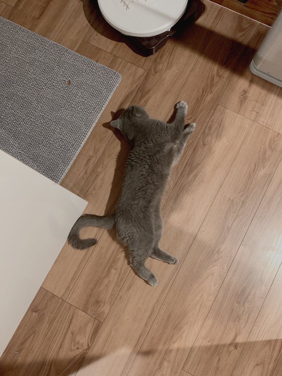 renoyass's tweet photo. 猫が落ちてると夏を感じる
跨いでも平然と寝転んだままなので信頼されているなあ🥰 https://t.co/iPsQmyv3h5