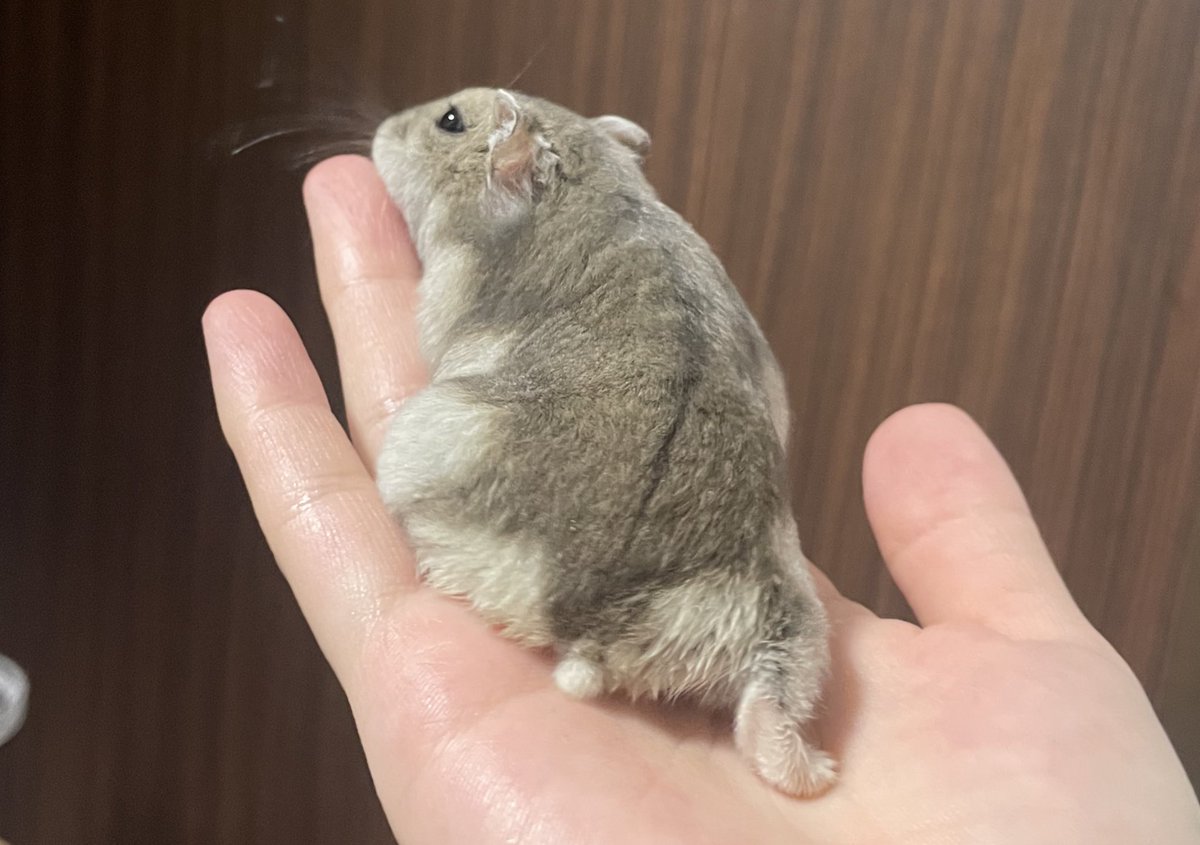 sbsb_mcmc's tweet image. はむけつ曜日