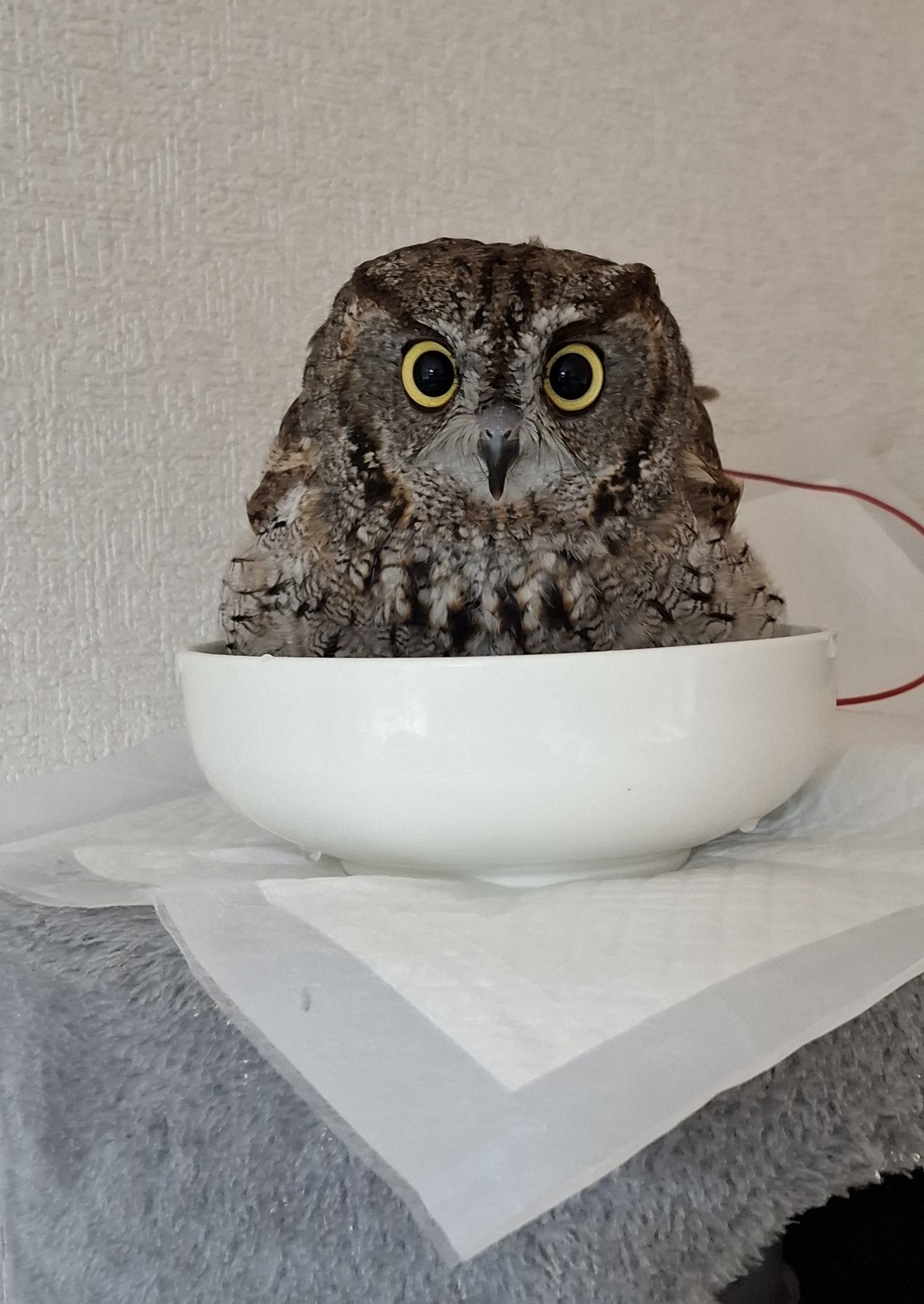 まりん♡❀大人気の福福梟❀首が回る回る回る フクロウの首の可動領域は270度！くるくる回る首について解説