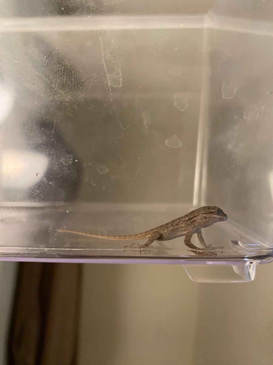 FSoaS_'s tweet image. I was getting b roll for my next video and saw this little guy crawling on my carpet. I gave him a mealworm and sent him on his way. Good luck out there little man.