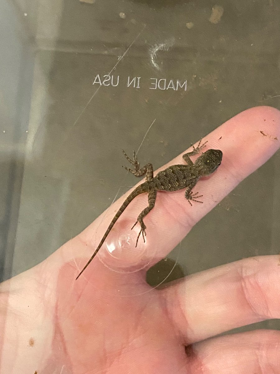 FSoaS_'s tweet image. I was getting b roll for my next video and saw this little guy crawling on my carpet. I gave him a mealworm and sent him on his way. Good luck out there little man.