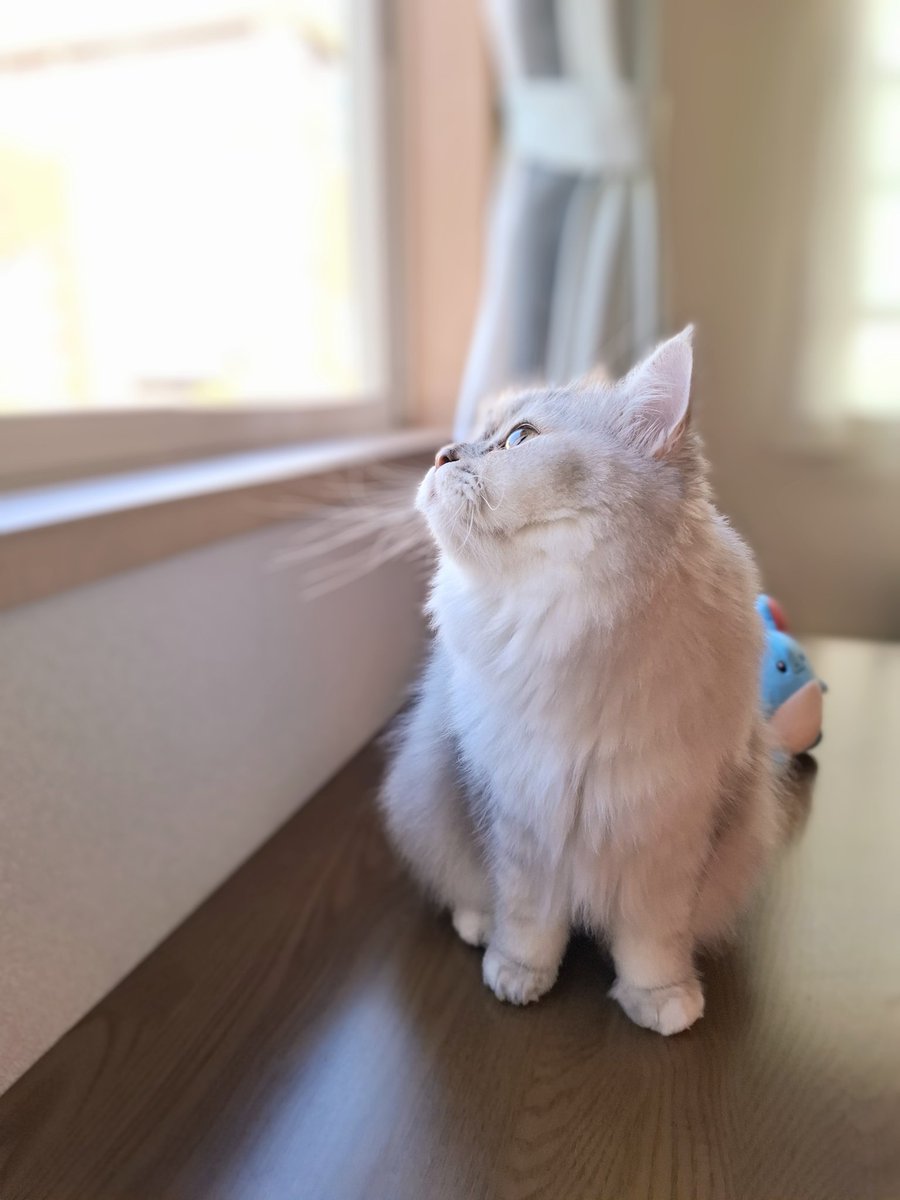 FrancesKingdom's tweet image. リンちゃんから
おはにゃん☀️
お隣さんの屋根に🐦️さんいるにゃ
ママ、無許可で
ムーちゃんとの💓動画を📪️するにゃ
恥ずかしいにゃー😼
#ミヌエット
