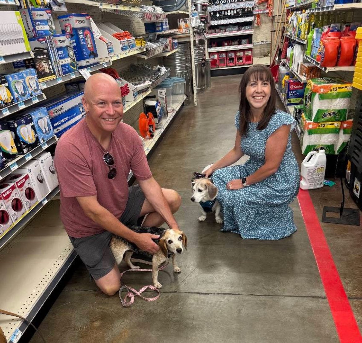 TriBeagles's tweet image. Claire was adopted today! She’s moving to Indiana with her new sister Bailey, a beagle basset.