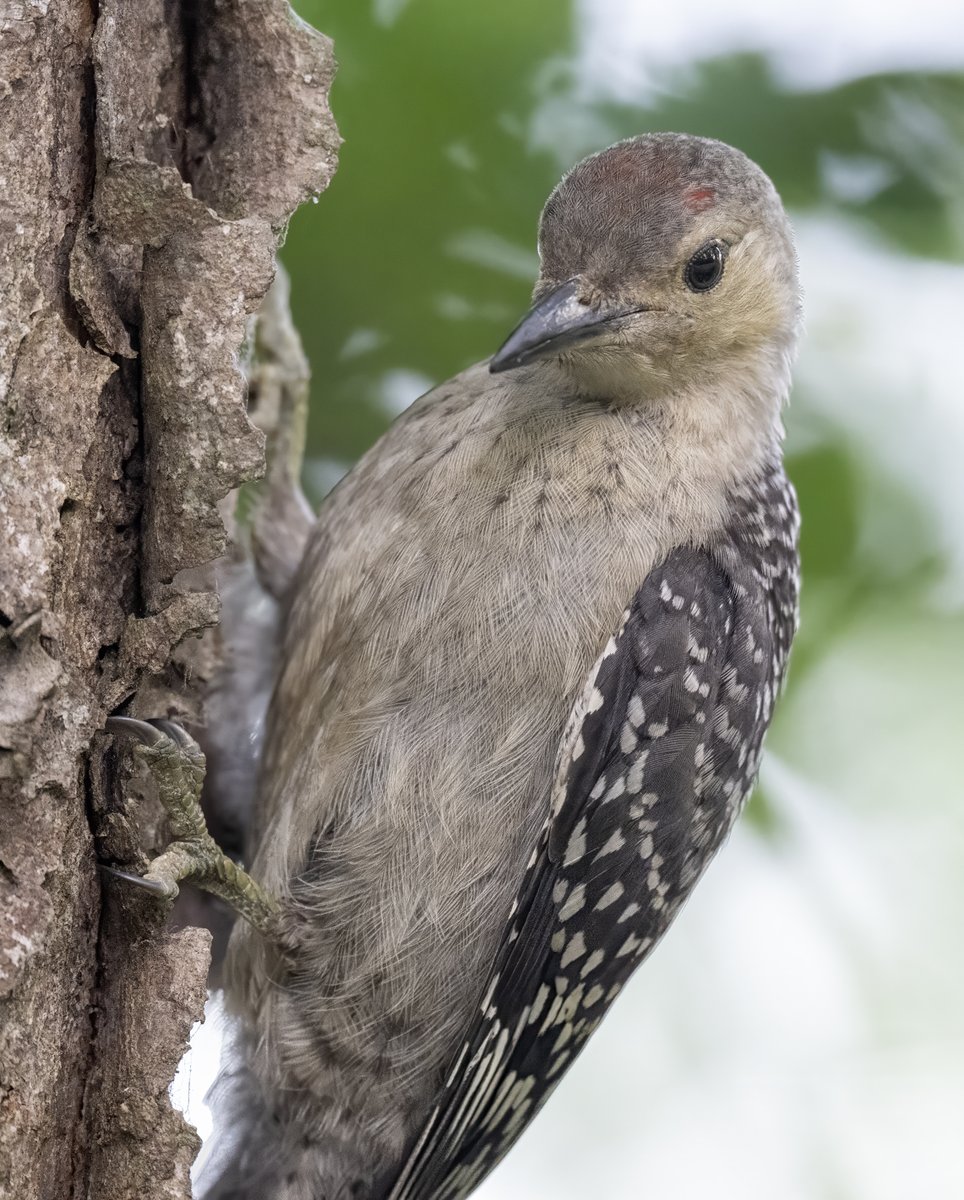 JocAPhotography's tweet image. A young Red-bellied Woodpecker keeps a close eye on dad to make sure he doesn't miss any food opportunities.