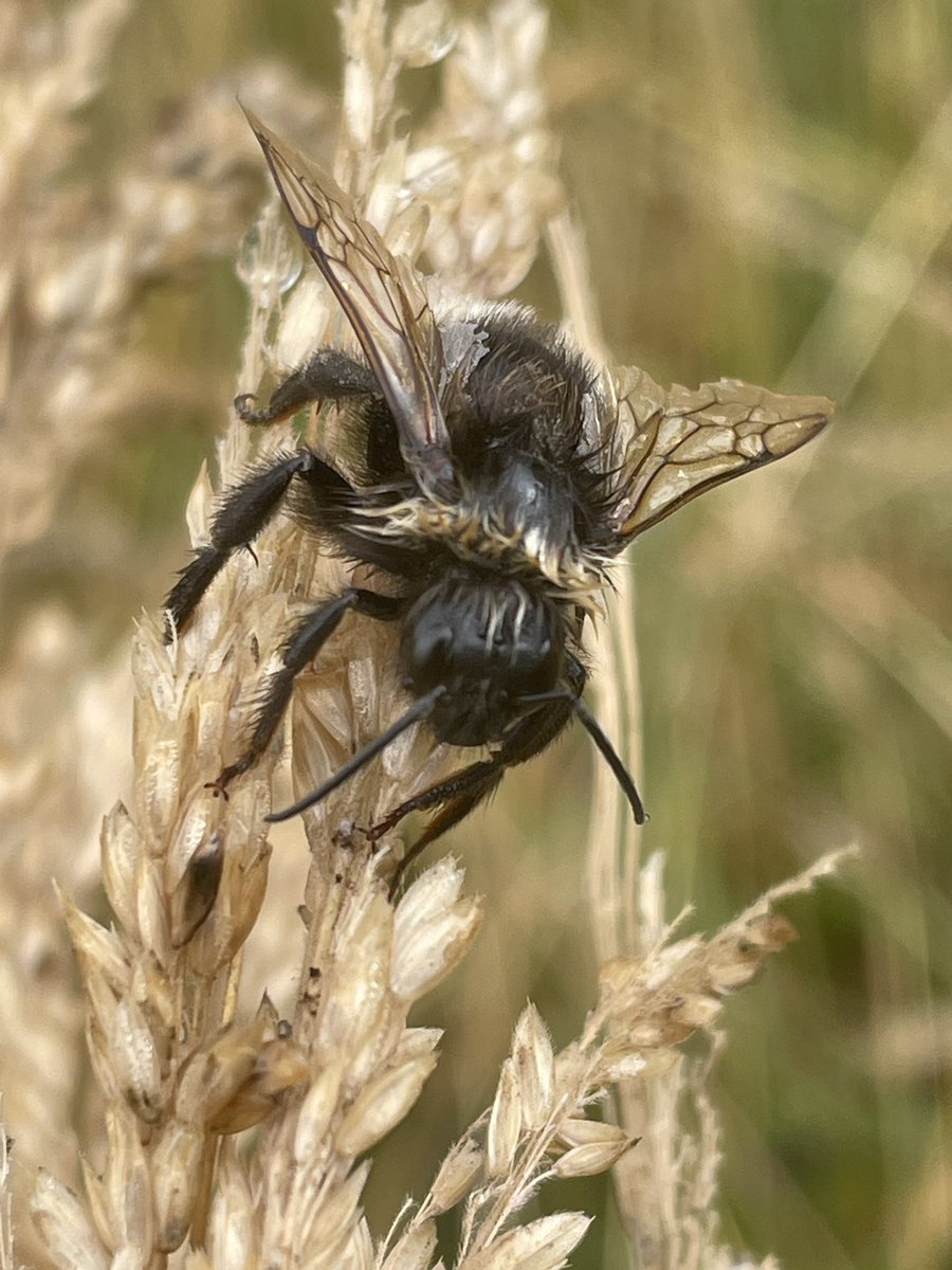 Mix_in_delight's tweet photo. @GroundedTheGame A slightly soggy bumblebee! 🐝 https://t.co/Hk3M1LbvXs