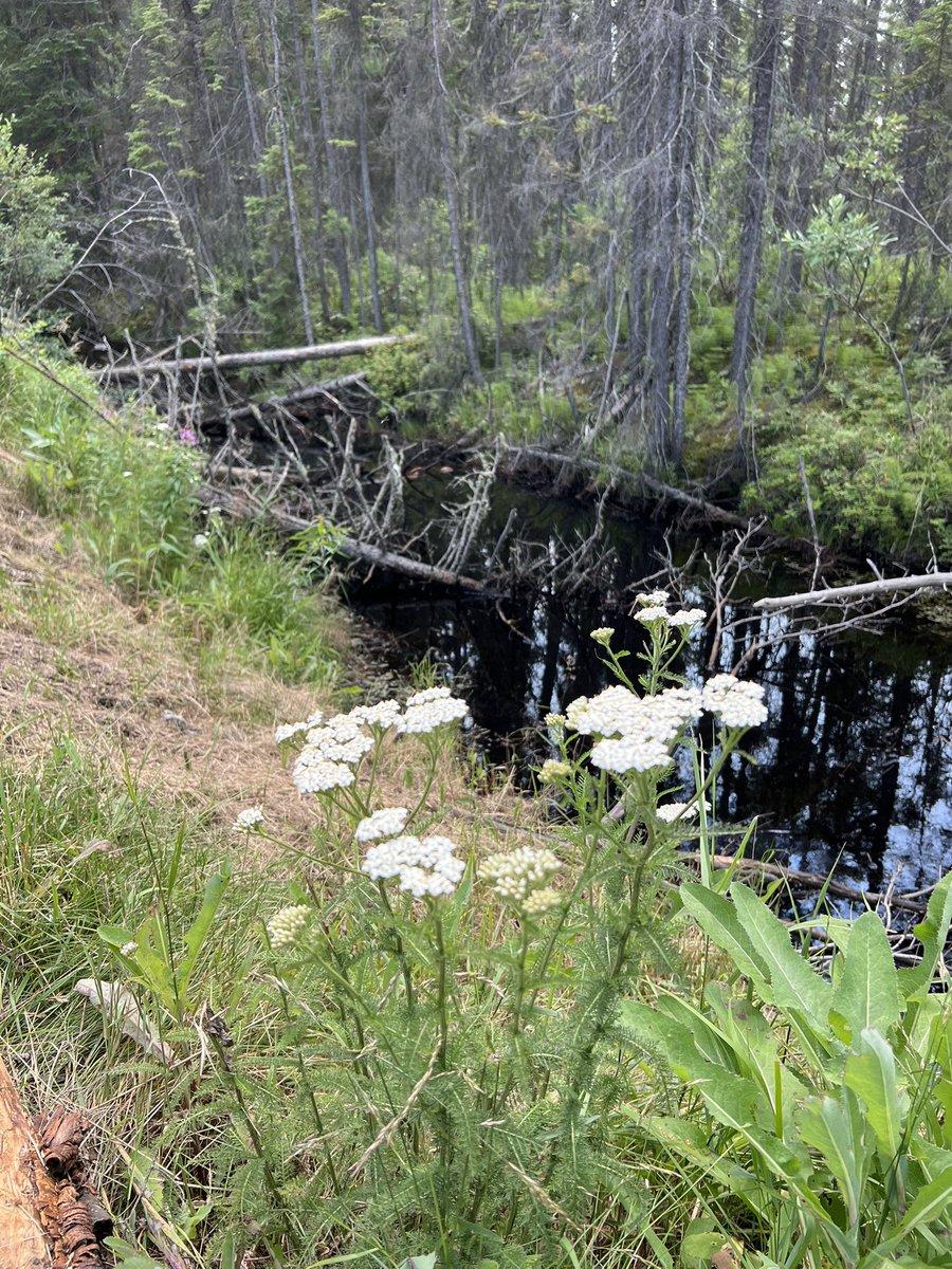 LichTamara's tweet image. Ontario, so far! Finally past Thunder Bay and onto my favourite part of the trip, Lake Superior.
🇨🇦