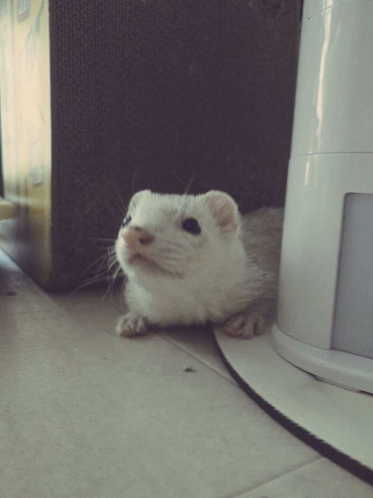 shiromo_ferret's tweet image. フェレットの三大疾病は
副腎疾患・リンパ腫・インスリノーマよ📚
ʕꔷ𖨳ꔷʔ「フェレット小学校のテストにでます」📖🖊
#ferret #フェレット