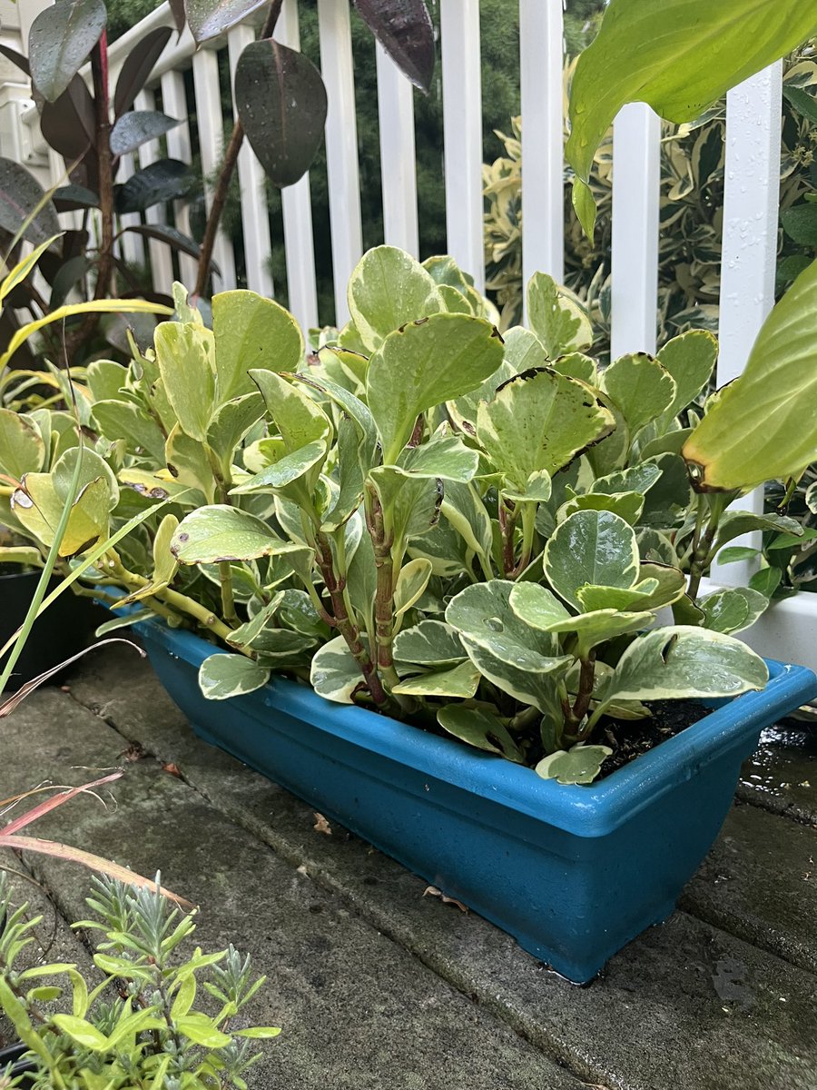 SurvivorQuotesX's tweet image. Me singing outside: 🎶 Kim Spradlin, You are beautiful in every single way. Yes, words can't bring you down, oh no. So don't you bring me down today 🎶
My wife: Stop singing to your plants (named after Survivor players)- it’s weird.
Me: 🪴🕺
#Survivor