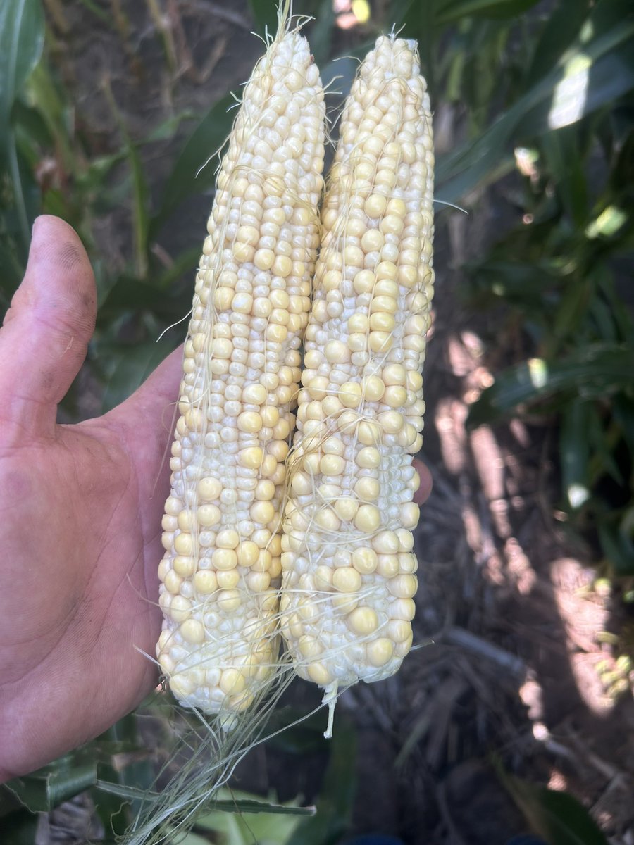 iamyourfarmer's tweet image. Random grab in the video wasn’t as bad as the one in the pictures. But just grabbing random ears, I never grabbed a good one. Central KS