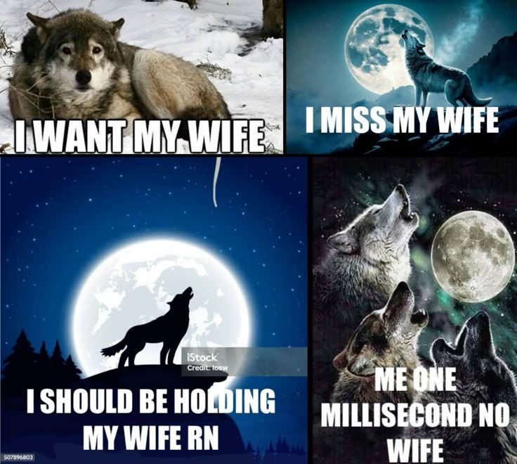 bunnielesbian's tweet image. moodboard