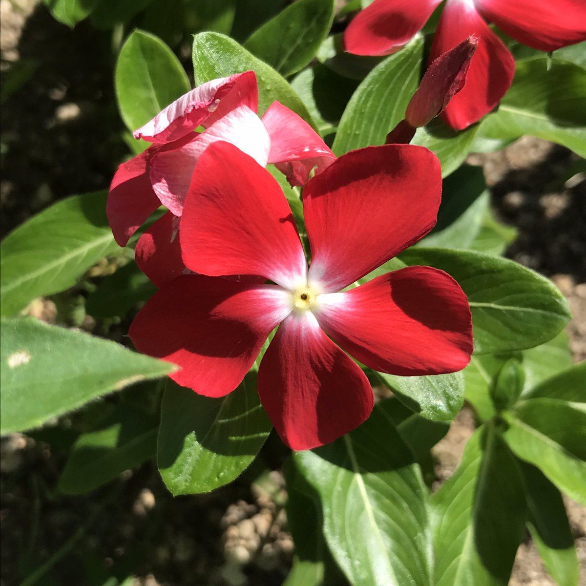 花柄チェニック✳花柄✳かわいい✳ 小さな花のかわいい花柄。ちっぽけなプリント。モチーフは