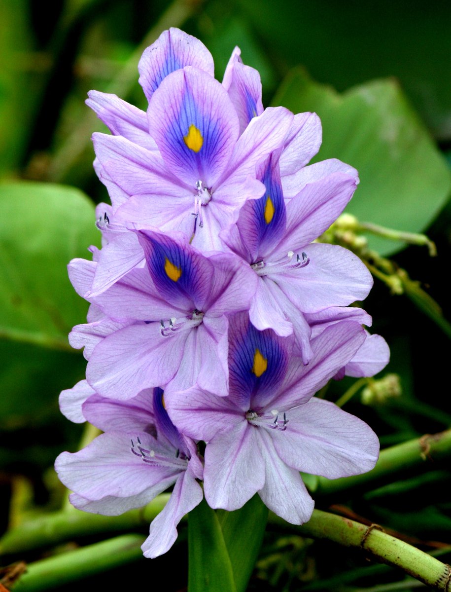 #poem 482

《南州春色·印心田》

花瑰麗 目藍妍 江湖游走 艷影遍河川
莫恨相逢期短暫 一眼勝千年
蕩漾輕浮泛起 南州春色 飄浪到天邊

待至炎炎夏日 沉花结子 零落誰憐
奇妙遭逢 迷人風采 萍水遇 心醉連連
美景良辰不再 回憶印心田

Water Hyacinth
Eichhornia crassipes
鳳眼藍 /水浮蓮 /大水萍
📸me