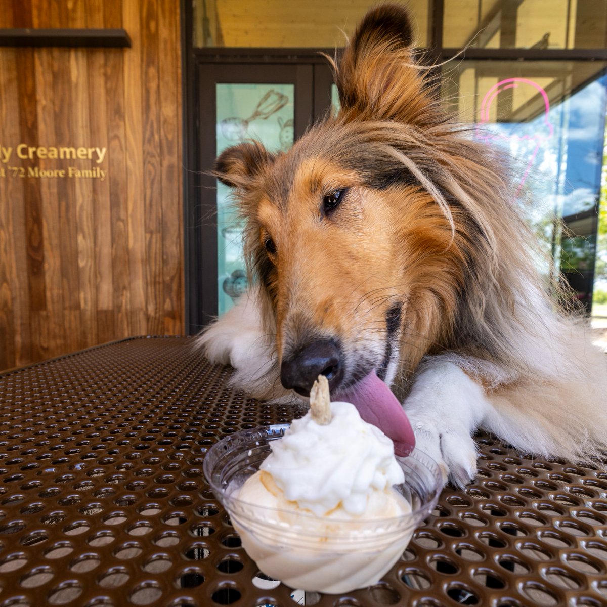 reveille's tweet image. My face when someone says “ice cream” 👀🍦 Did y’all know the original campus creamery opened in 1956 and kept Aggies smiling till 1995? I’m pretty glad the Moore Creamery made its way back to campus in 2022.