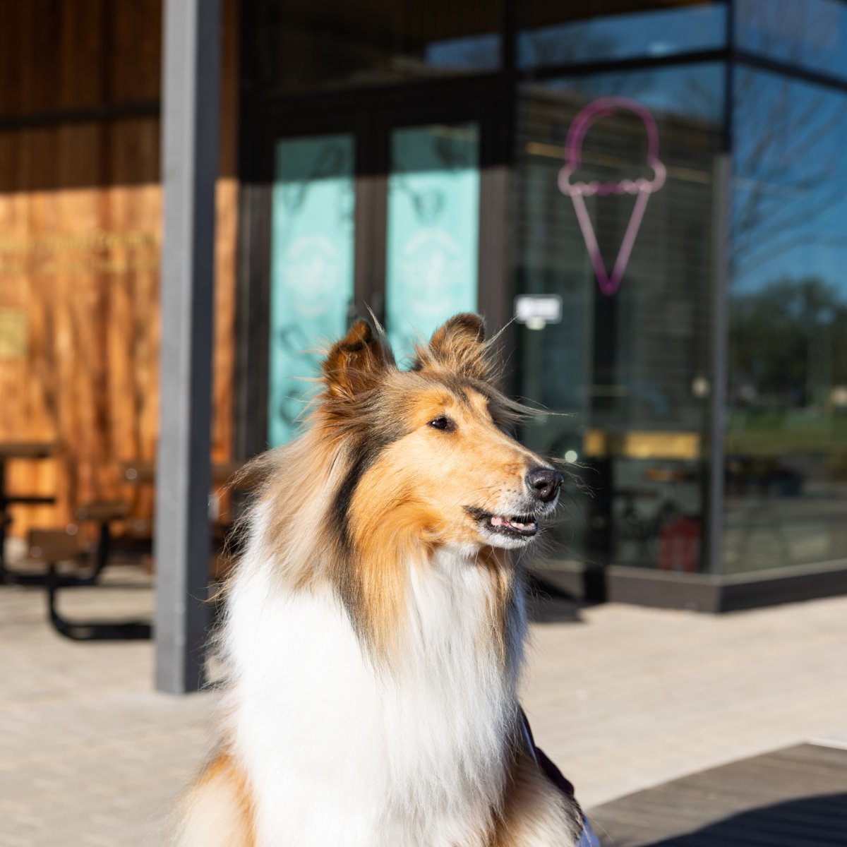 reveille's tweet image. My face when someone says “ice cream” 👀🍦 Did y’all know the original campus creamery opened in 1956 and kept Aggies smiling till 1995? I’m pretty glad the Moore Creamery made its way back to campus in 2022.