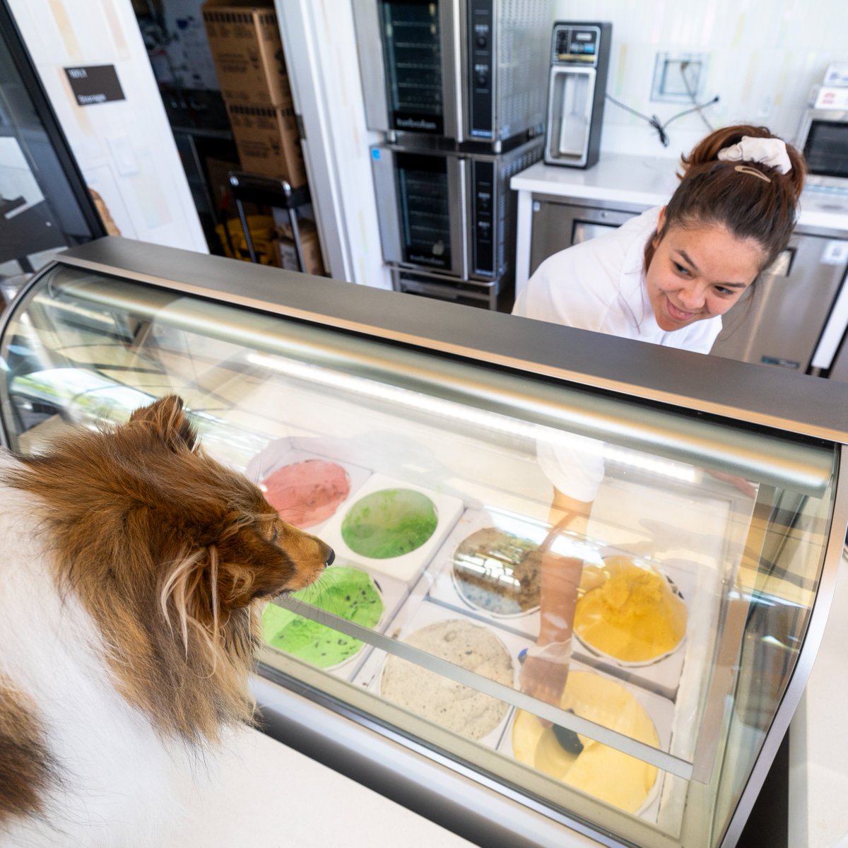 reveille's tweet image. My face when someone says “ice cream” 👀🍦 Did y’all know the original campus creamery opened in 1956 and kept Aggies smiling till 1995? I’m pretty glad the Moore Creamery made its way back to campus in 2022.