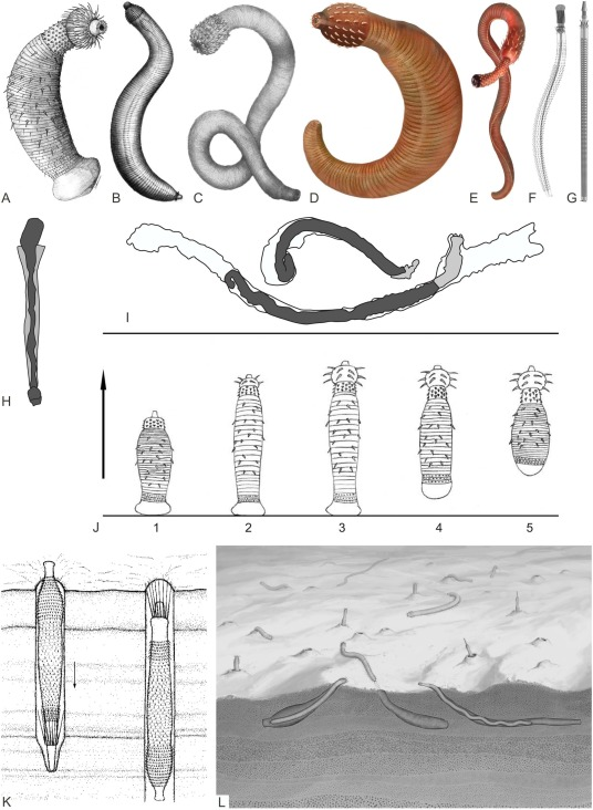Skolithos linearis from the early Palaeozoic: The burrow of a priapulid?

sciencedirect.com/science/articl…