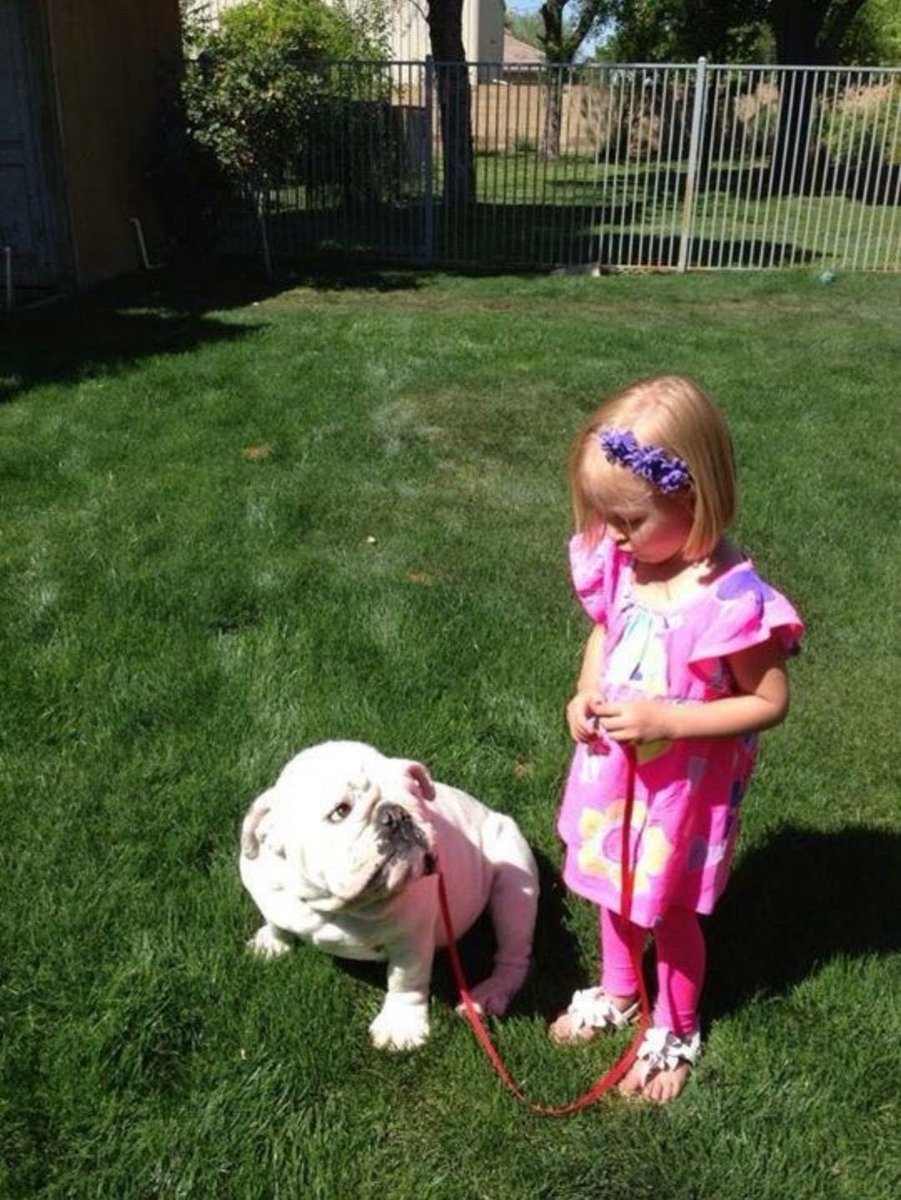 Dog Trainer US tweet media