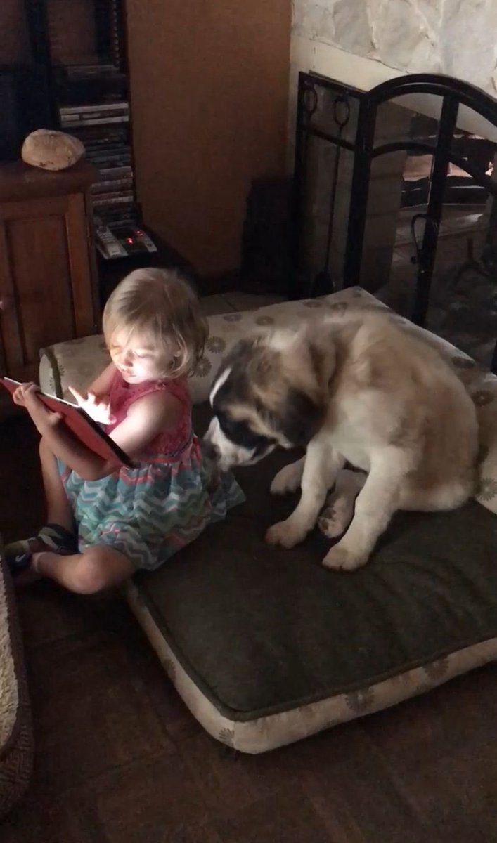 Dog Trainer US tweet media