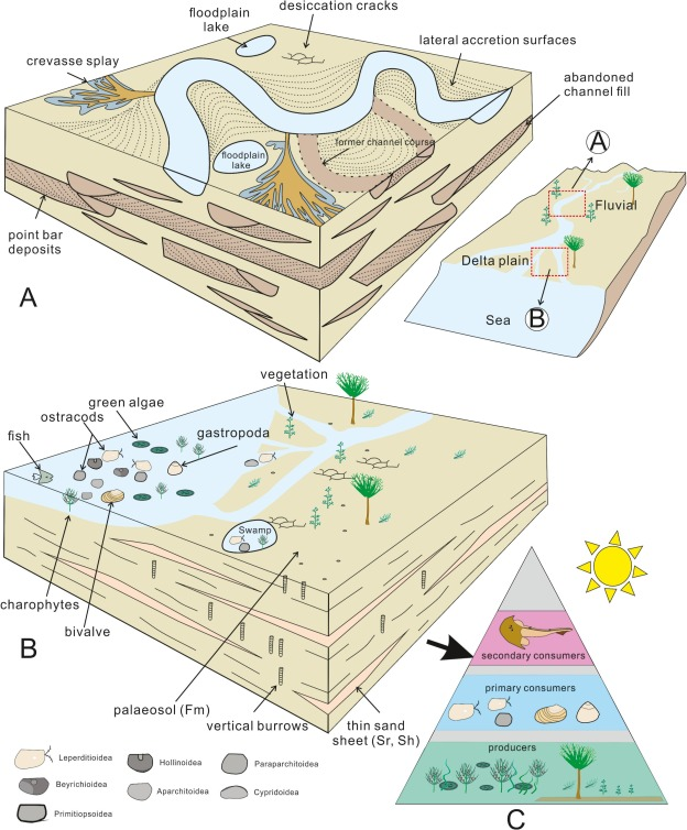 A Middle Devonian fluvial-delta plain complex from eastern Yunnan, South China: Insights into co-evolution between environments and organisms in an early non-marine system

sciencedirect.com/science/articl…