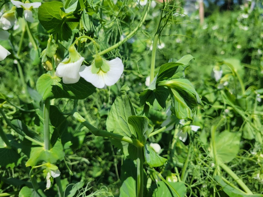 realagriculture's tweet image. Peas in central Alberta are 3-4 weeks ahead of schedule, but could still have decent yield potential, says Robyne Davidson in this report from the Lacombe Field Day
  
👉 Watch the clip: ow.ly/aKAW50Wsji1  
#cdnag #pulses #abag #westcdnag