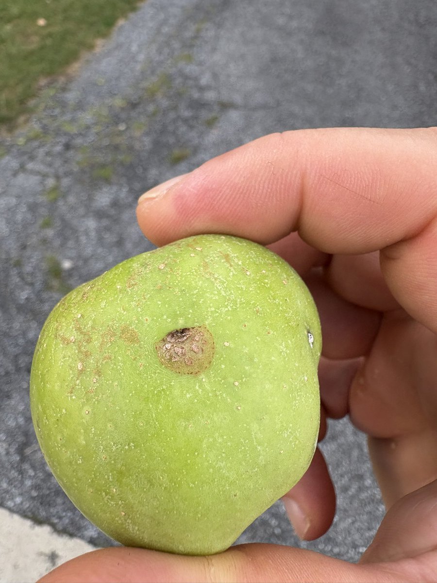 AnthropoceneMe1's tweet image. Left is plum curculio damage I believe.
Right though - idk? No visible larvae inside.