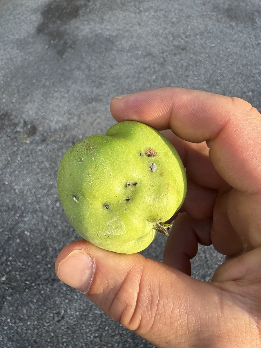 AnthropoceneMe1's tweet image. Left is plum curculio damage I believe.
Right though - idk? No visible larvae inside.