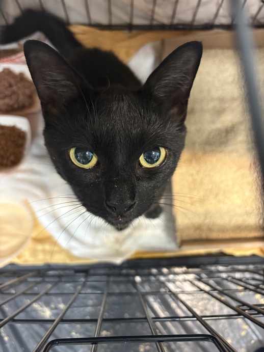 NYCDEATHROWCATS's tweet image. THERE ARE 45 ANIMALS (28 CATS & 17 DOGS) AT RISK FOR TUESDAY 07/22/25 DEADLINE IS NOON. PLEASE SHARE, FOSTER, ADOPT, TAG FRIENDS, POST TO SOCIAL MEDIA SITES, PLEDGE TO HELP SAVE THEIR LIVES. NEW PHOTOS. newhope.shelterbuddy.com/animal/list