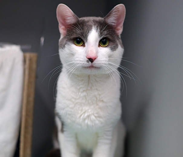 NYCDEATHROWCATS's tweet image. THERE ARE 45 ANIMALS (28 CATS & 17 DOGS) AT RISK FOR TUESDAY 07/22/25 DEADLINE IS NOON. PLEASE SHARE, FOSTER, ADOPT, TAG FRIENDS, POST TO SOCIAL MEDIA SITES, PLEDGE TO HELP SAVE THEIR LIVES. NEW PHOTOS. newhope.shelterbuddy.com/animal/list