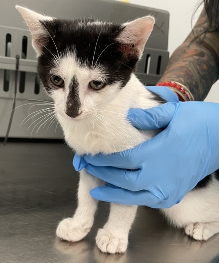 NYCDEATHROWCATS's tweet image. THERE ARE 45 ANIMALS (28 CATS & 17 DOGS) AT RISK FOR TUESDAY 07/22/25 DEADLINE IS NOON. PLEASE SHARE, FOSTER, ADOPT, TAG FRIENDS, POST TO SOCIAL MEDIA SITES, PLEDGE TO HELP SAVE THEIR LIVES. NEW PHOTOS. newhope.shelterbuddy.com/animal/list