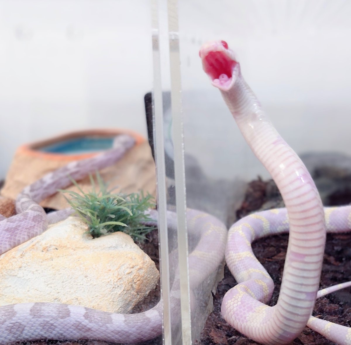 its_up_to_u_5's tweet photo. ごはん後の余韻の浸り方が対照的なおふたりを紹介しますね🐍 https://t.co/KzY74ti7wD