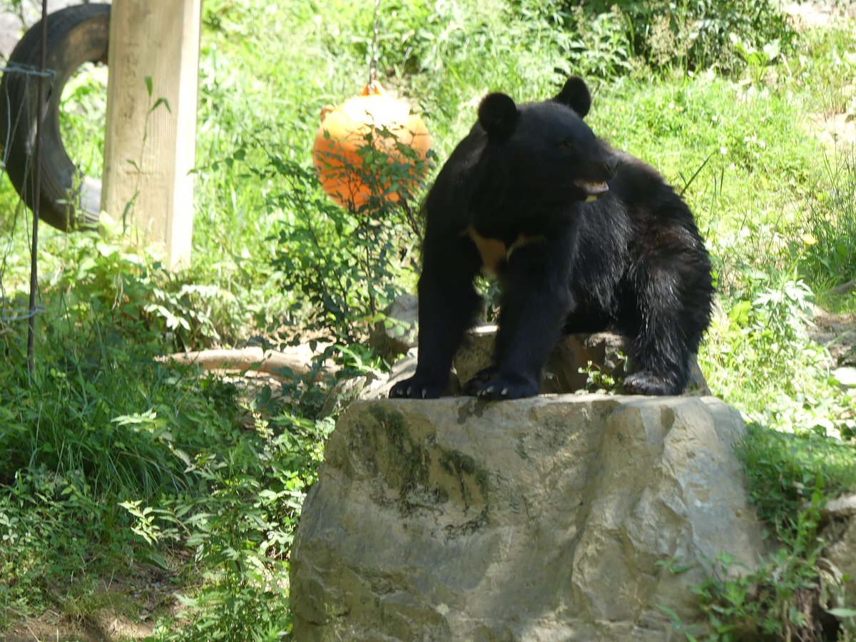 moriokazoo's tweet image. ニホンツキノワグマのメスの“姫”です。夏毛になったからかスリムになっていました。冬毛がまだ背中に残っていそうです。#ZOOMO #つながるいのち #行こうぜZOOMO #盛岡市動物公園ZOOMO #盛岡市