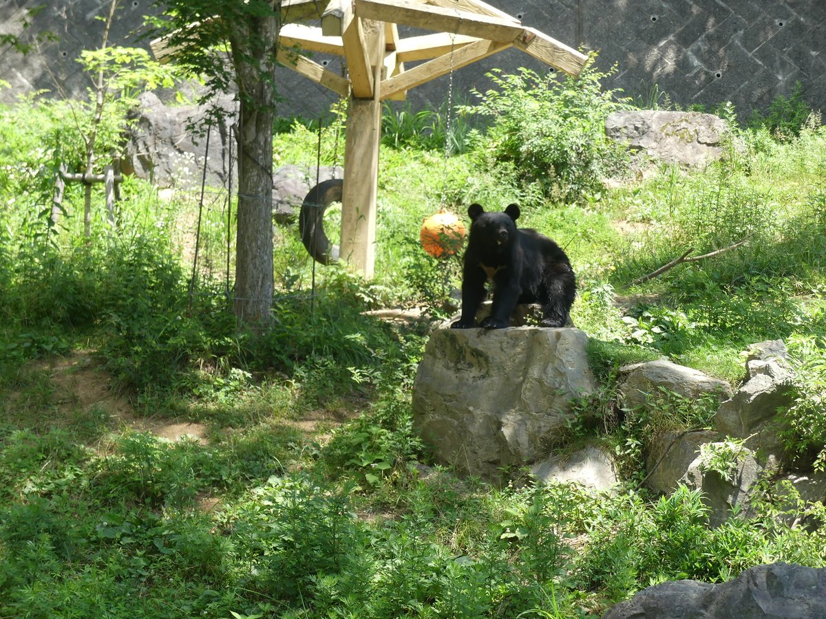 moriokazoo's tweet image. ニホンツキノワグマのメスの“姫”です。夏毛になったからかスリムになっていました。冬毛がまだ背中に残っていそうです。#ZOOMO #つながるいのち #行こうぜZOOMO #盛岡市動物公園ZOOMO #盛岡市