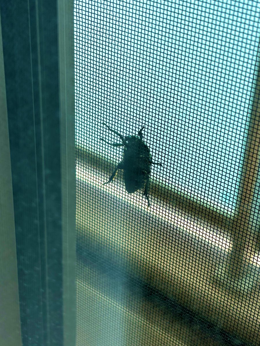 今日は朝からお客様が来ました☀️