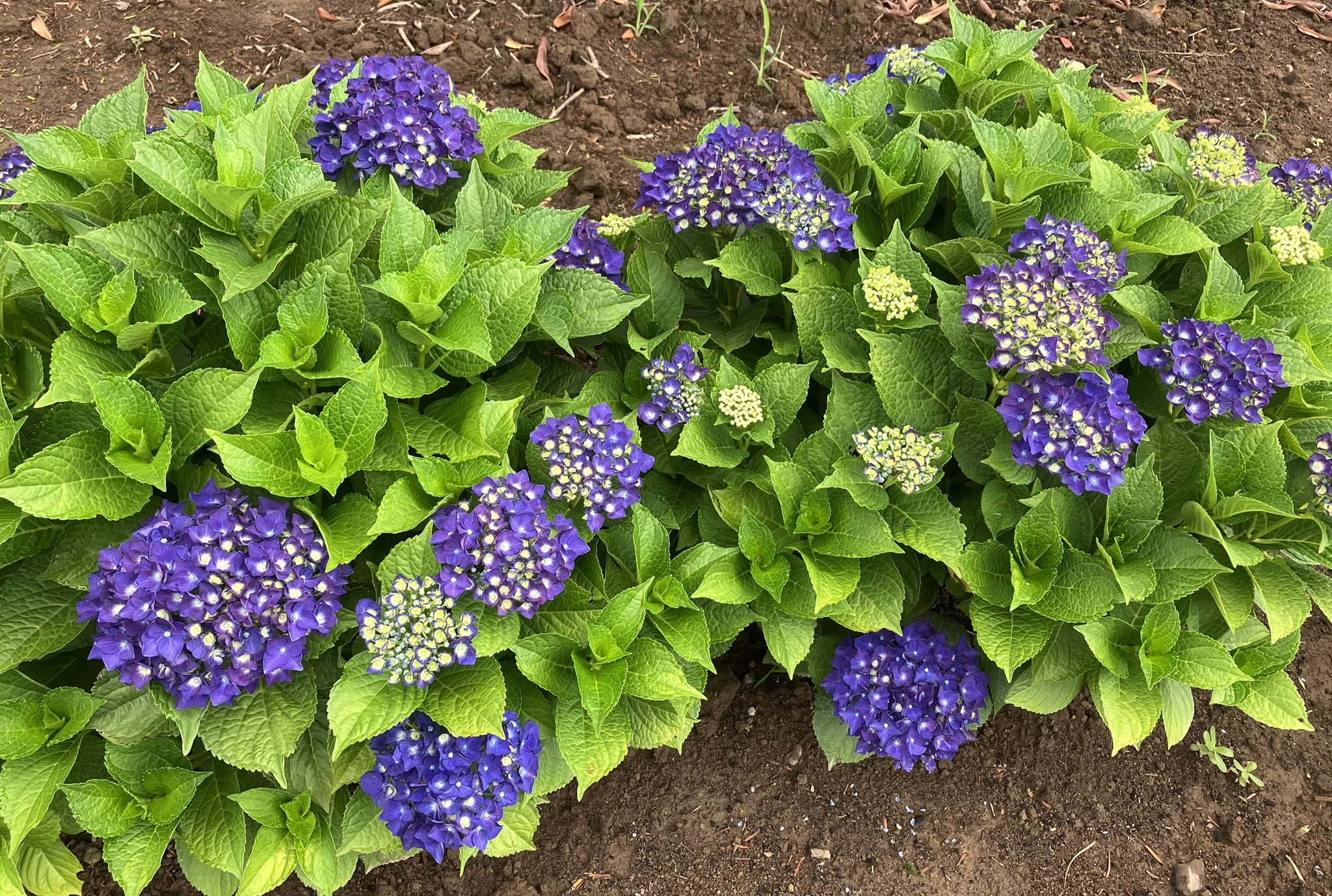 Niko様　紫陽花ブローチ　各種 紫陽花満開 | ツブヤキ。