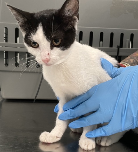 NYCDEATHROWCATS's tweet image. THERE ARE 45 ANIMALS (28 CATS & 17 DOGS) AT RISK FOR TUESDAY 07/22/25 DEADLINE IS NOON. PLEASE SHARE, FOSTER, ADOPT, TAG FRIENDS, POST TO SOCIAL MEDIA SITES, PLEDGE TO HELP SAVE THEIR LIVES. NEW PHOTOS. newhope.shelterbuddy.com/animal/list