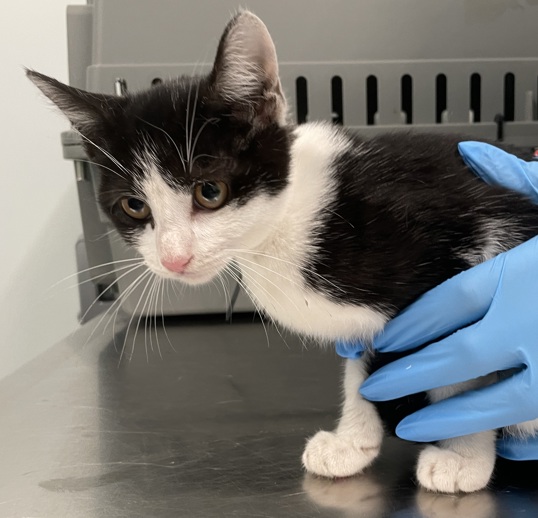 NYCDEATHROWCATS's tweet image. THERE ARE 45 ANIMALS (28 CATS & 17 DOGS) AT RISK FOR TUESDAY 07/22/25 DEADLINE IS NOON. PLEASE SHARE, FOSTER, ADOPT, TAG FRIENDS, POST TO SOCIAL MEDIA SITES, PLEDGE TO HELP SAVE THEIR LIVES. NEW PHOTOS. newhope.shelterbuddy.com/animal/list